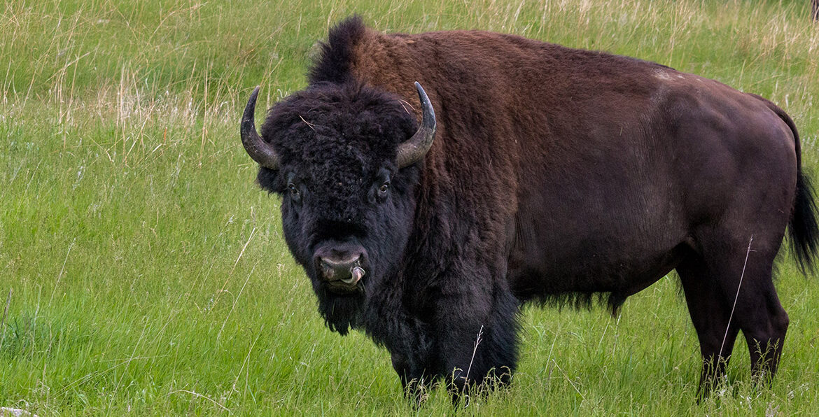 buffalo hunt