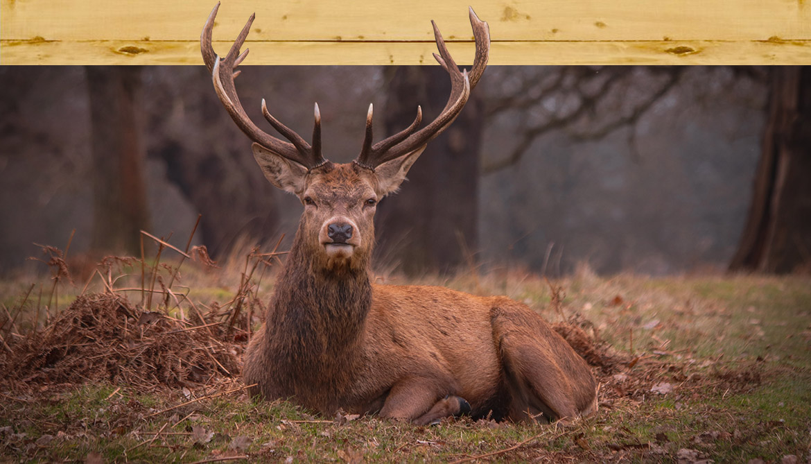 Deer and Elk Hunts - Monster Boar Hunting in East TN